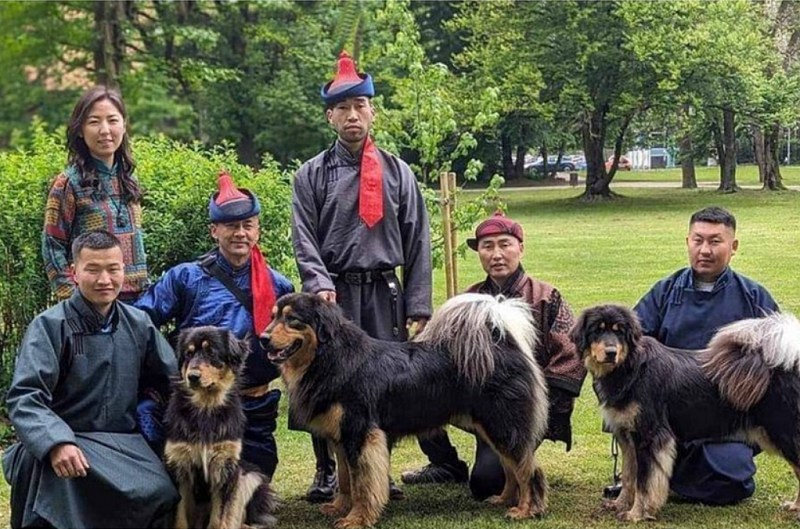 Монгольские банхары оказались лучше собак 18 пород со всего мира