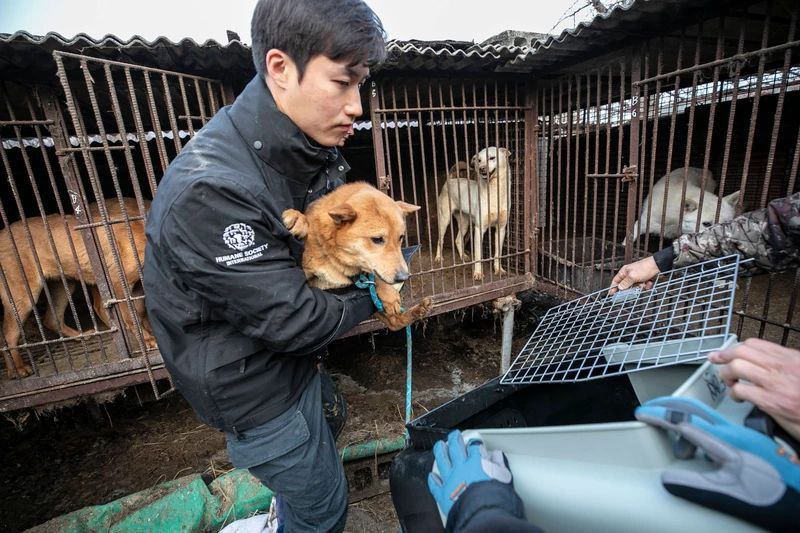 Южнокорейские фермеры сочли запрет на собачье мясо нарушением прав человека