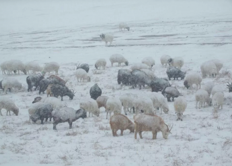 Более 4,7 млн голов скота погибли от зимней бескормицы в Монголии
