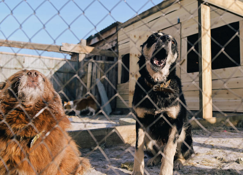 За девять месяцев в Бурятии зафиксировано более 2,1 тыс укусов собак