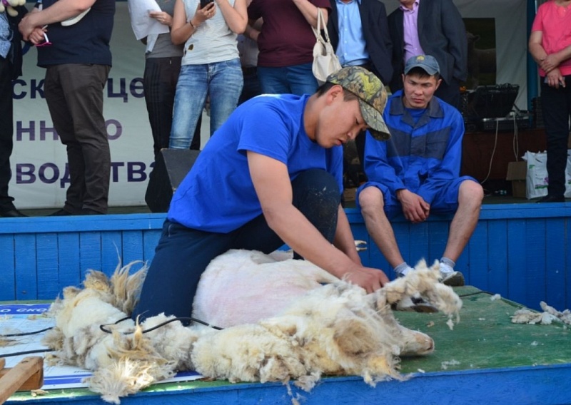 В Агинском впервые пройдет фестиваль стрижки овец