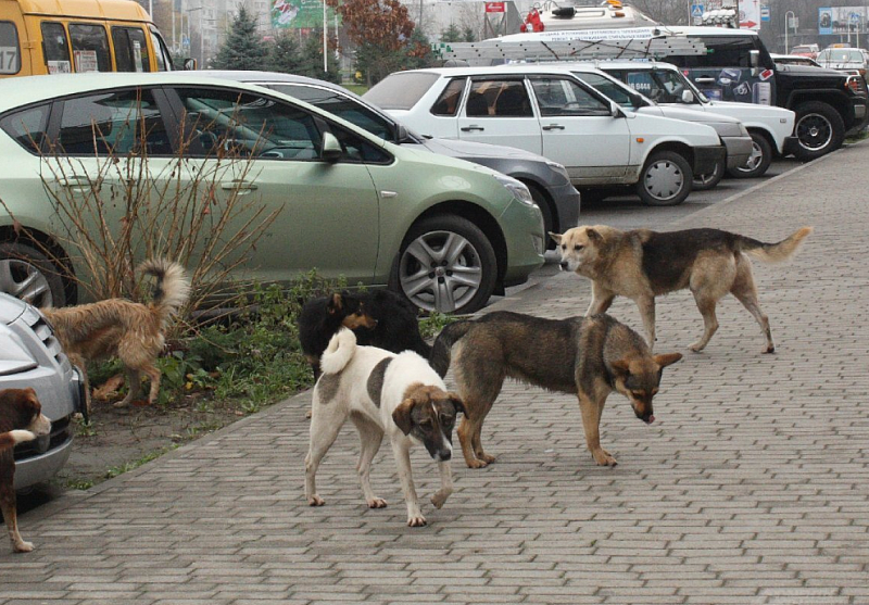 Верховный суд Бурятии временно запретил усыпление бездомных собак