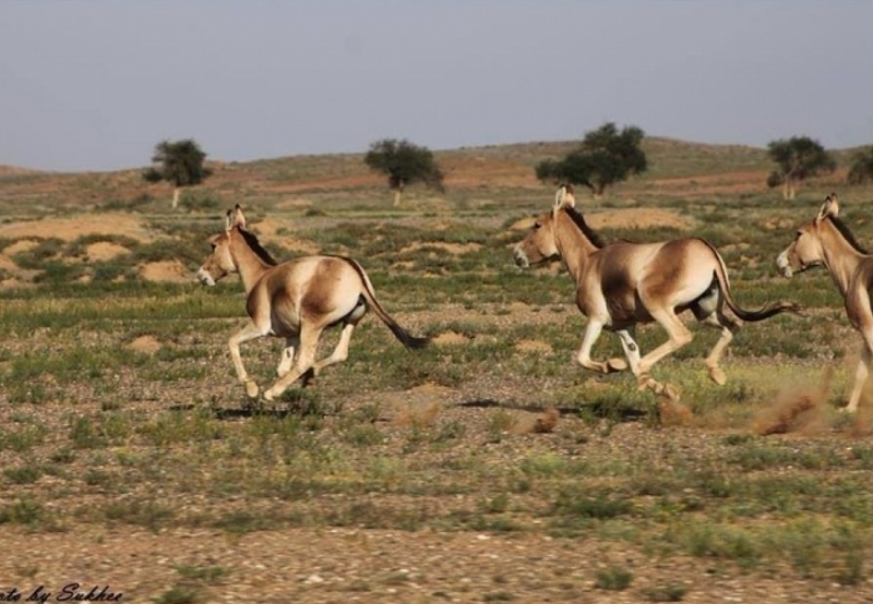 В Монголии зарегистрировано 163 лошади Пржевальского
