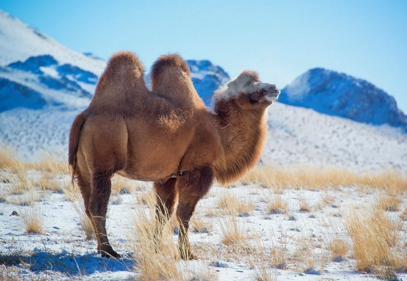 Монголия предложила создать Всемирную ассоциацию двугорбых верблюдов