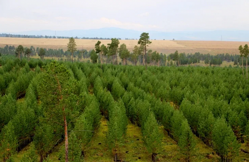 В Монголии посадили 20,6 млн деревьев в рамках национальной кампании "Миллиард деревьев"