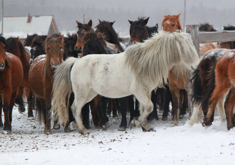 Всероссийский институт коневодства исследует геном бурятской лошади
