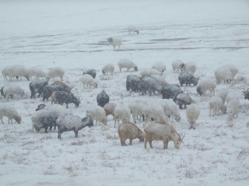 В январе 2021 года потери скота в Монголии достигли 296,5 тыс голов