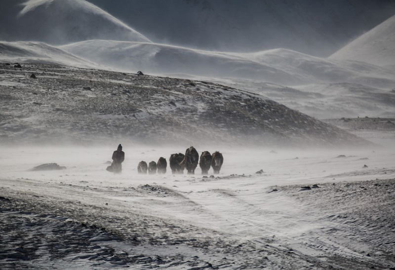 Снежные бури вновь ожидаются в Монголии