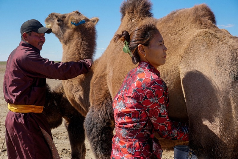 В Монголии начал работу завод по производству самого дорогого в мире сухого верблюжьего молока
