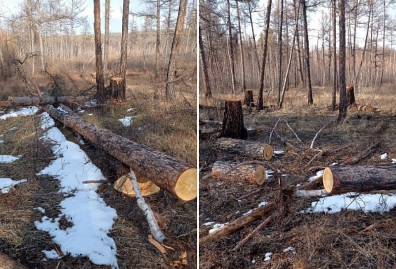 В Бурятии ОПГ вырубила деревья на десять миллионов рублей
