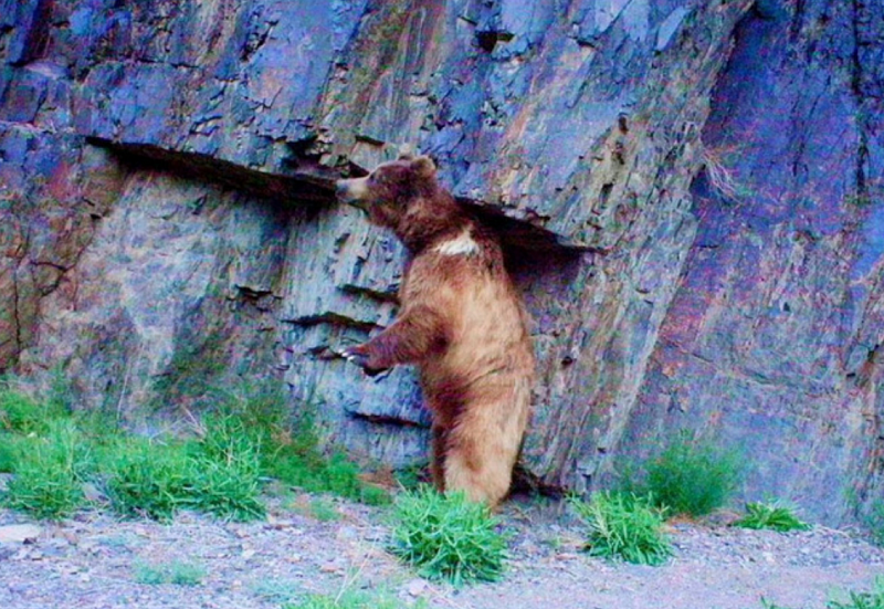 Гобийский медведь станет "животным национальной гордости Монголии"