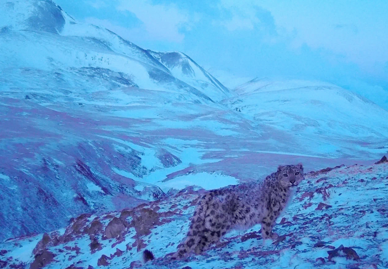 Снежный барс найден на границе с Монголией