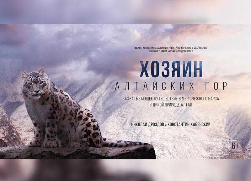 В России покажут уникальный фильм про снежных барсов Алтая. ВИДЕО