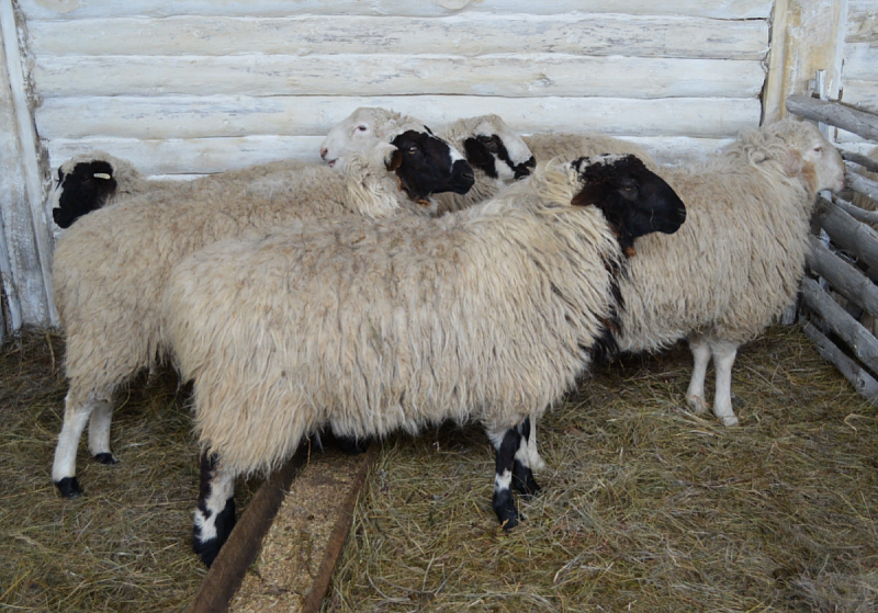Забайкальские овцеводы готовятся к выставке племенных коз и овец в Улан-Удэ