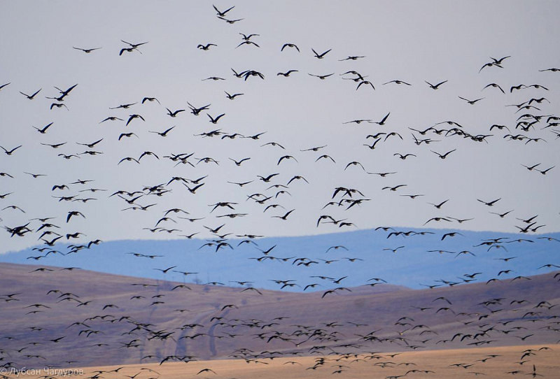 В Бурятии запустили орнитологические туры на Белые озера Джидинского района