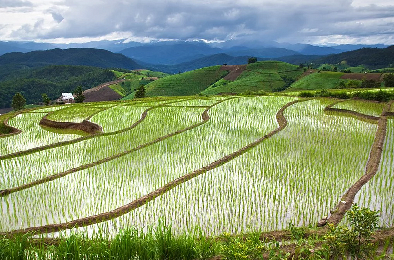 В Китае нашли рисовое поле возрастом более 5 тысяч лет