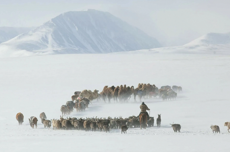 Правительство Монголии предоставит грузы пострадавшему от белого дзуда аймаку Хэнтий