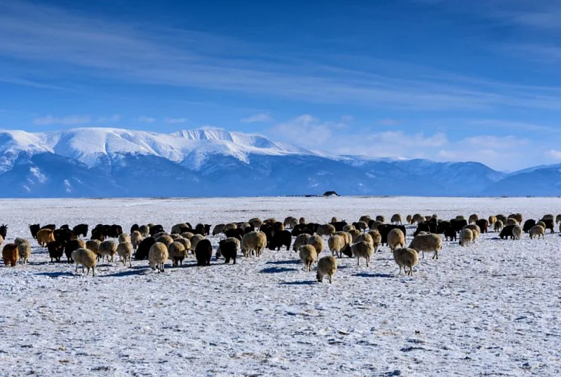 160 сомонов в 13 аймаках Монголии страдают от белого дзуда
