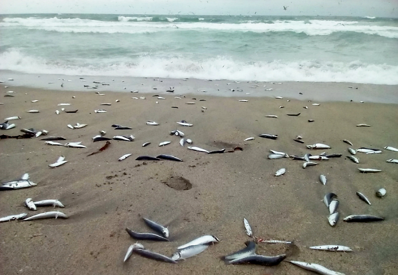 Большое количество мертвой рыбы заметили на берегу одного из монгольских озер