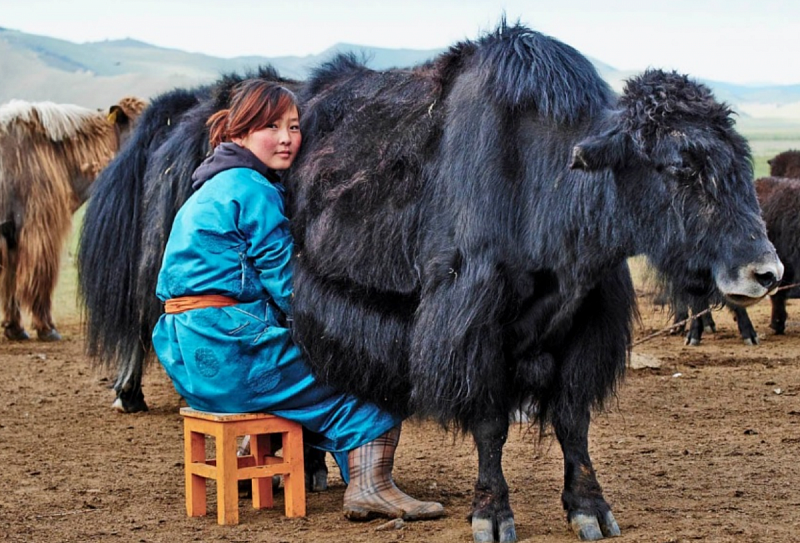 Монголия готова передать Кыргызстану 100 яков
