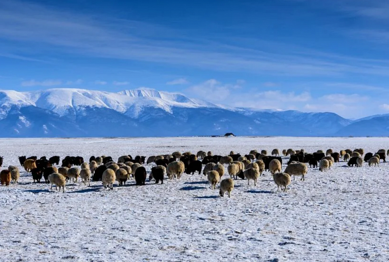 Около 70% территории Монголии покрыто снегом