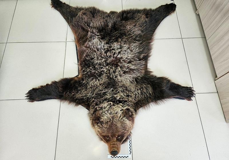 Ковер из шкуры бурого медведя обнаружили иркутские таможенники в дорожной сумке авиапассажирки