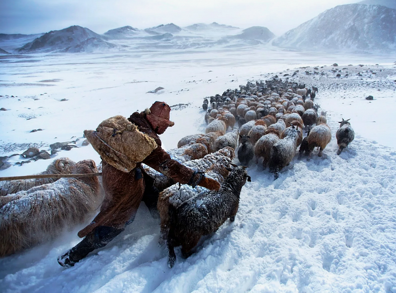 Потери скота в Монголии превысили 3 млн голов