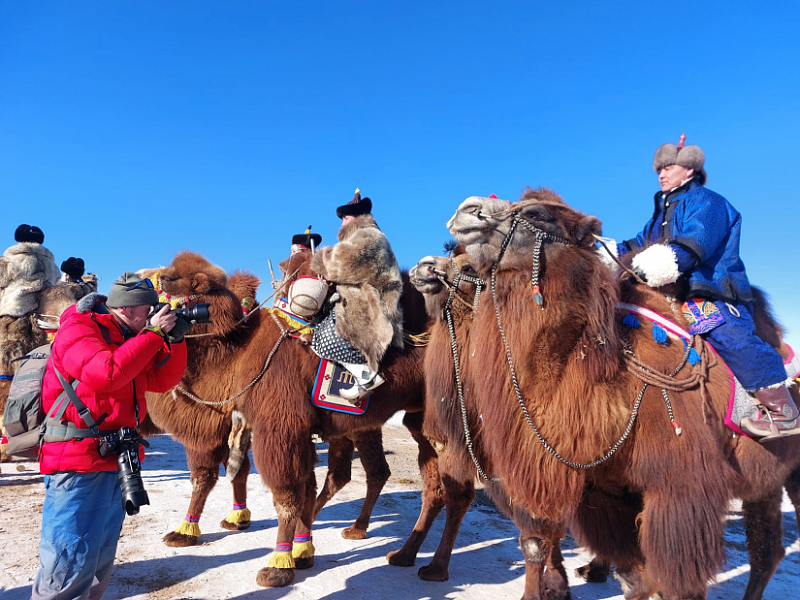 В Монголии состоялся фестиваль верблюдов