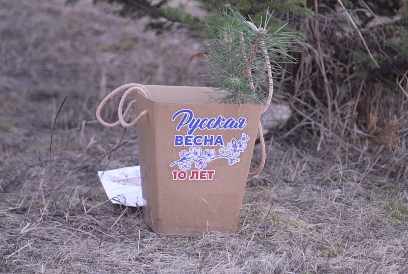 На Байкале высадили крымскую сосну, подаренную Бурятии на выставке «Россия» в Москве
