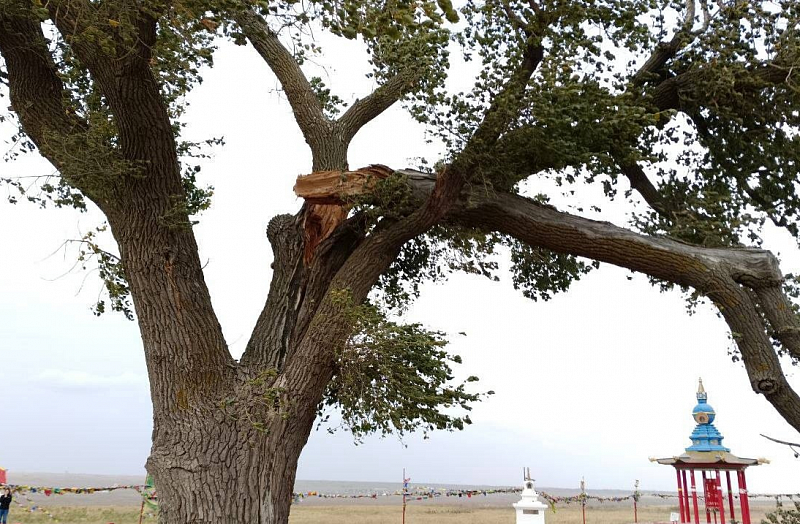 В Калмыкии ветер повредил памятник природы "Одинокий тополь"