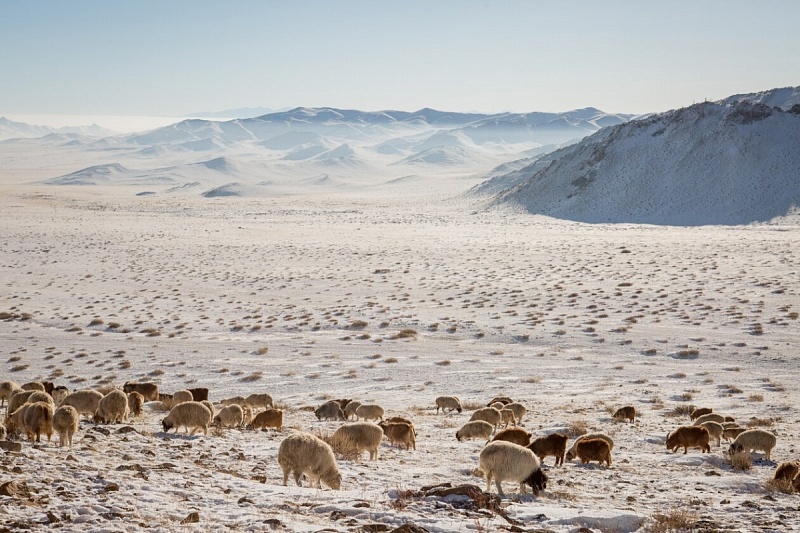В Монголии потери скота приблизились к 6 млн