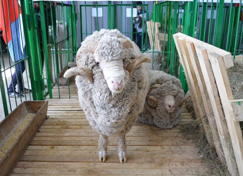 Забайкалье на выставке овец в Улан-Удэ представят 11 хозяйств