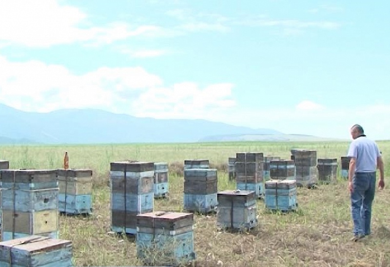 В Бурятии принят закон о пчеловодстве