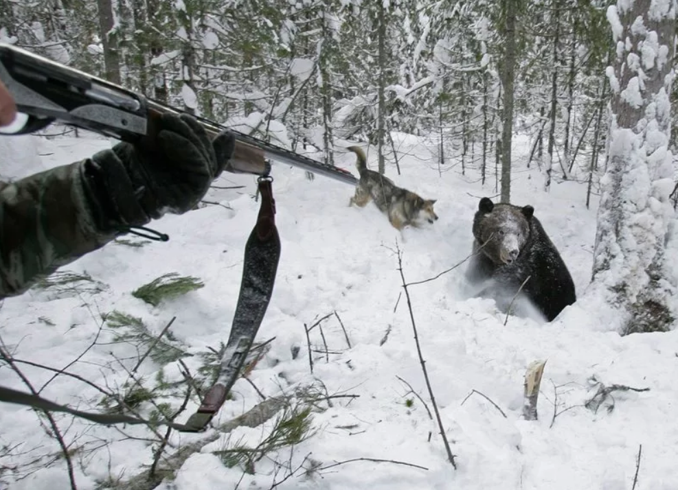 Охота на медведя 2. Охота на медведя Берлога Сибирь. Охота зимой. Охотник зимой.