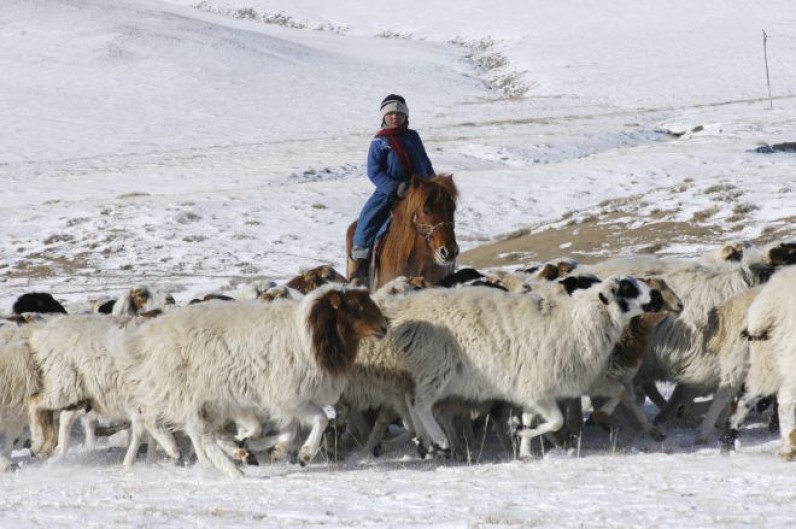 9,5 млн голов скота в Монголии будут зимовать на отгонных пастбищах