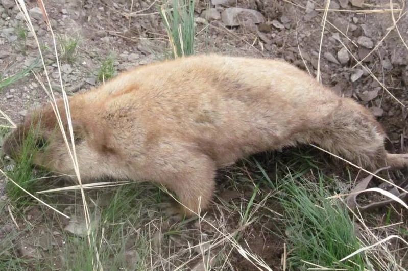 Полиция Монголии изъяла у браконьеров 31 тушку тарбагана