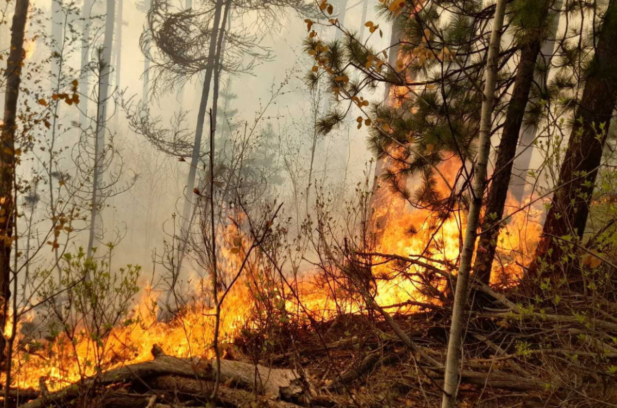 Пожароопасный период 2024 бурятия. Пожар в лесу. Горящий лес. Лес в огне. Возгорание в лесах.
