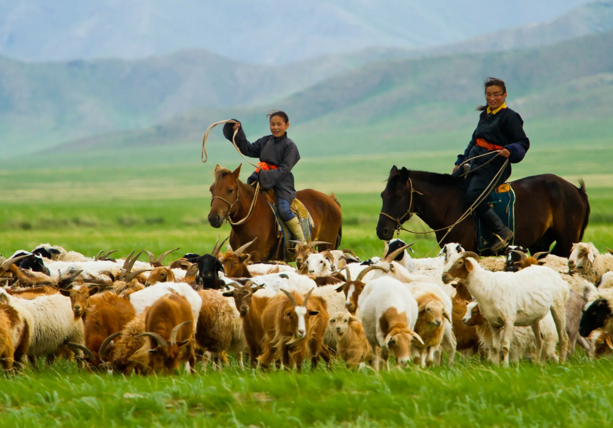 Хакасы скотоводы. Монголия Бурятия скотоводы табунщики. Хакасхакасы скотоводство. Хакасы пастух. Буряты основные занятия