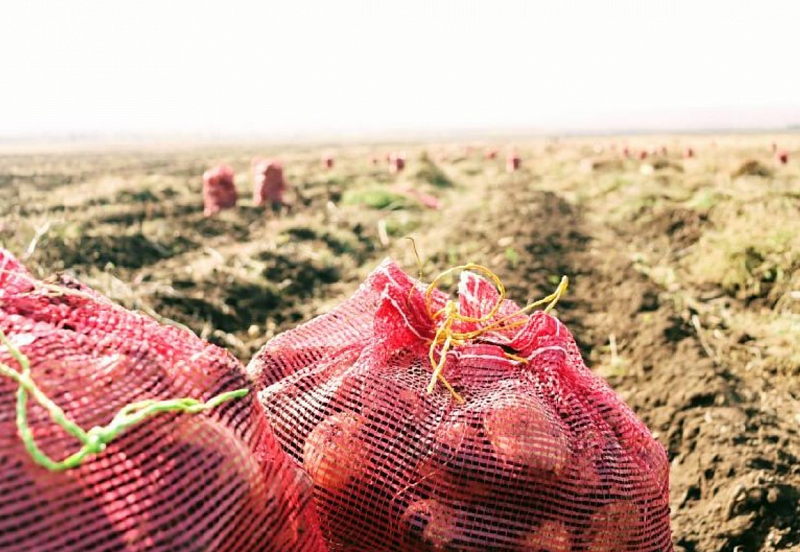В Бурятии побит прошлогодний рекорд по урожаю картофеля