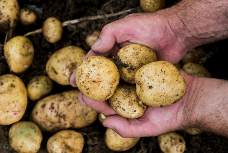 В 2024 году "Народный картофель" смогут получить более 22 тысяч семей Тувы