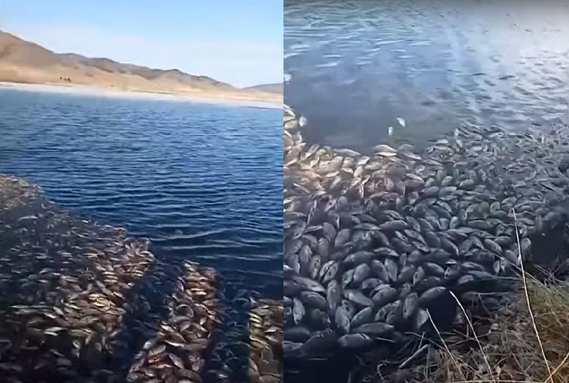 Возбуждено уголовное дело о массовой гибели рыбы в водохранилище