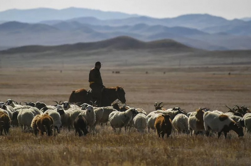 В январе 2022 года Монголия потеряла 11,1 тыс. голов скота