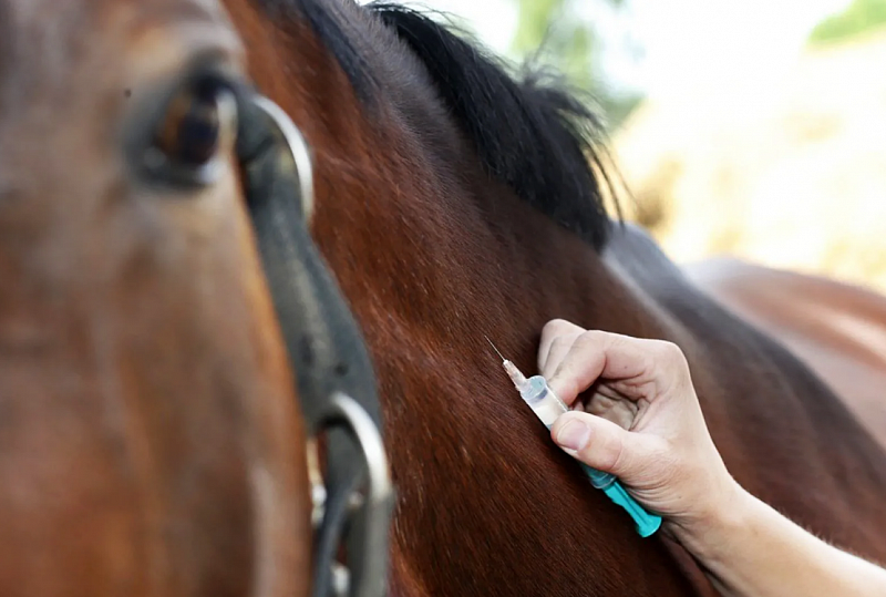 Российскую вакцину против мыта лошадей начнут выпускать в Монголии