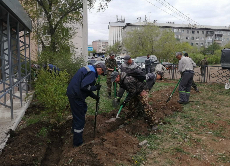 Свыше 400 крупномерных саженцев смородины альпийской высадили в Улан-Удэ