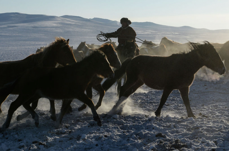 В Монголии задержаны три группы скотокрадов