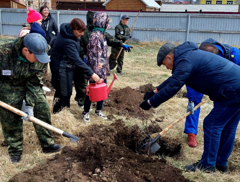 В Закаменском районе высадили 100 саженцев