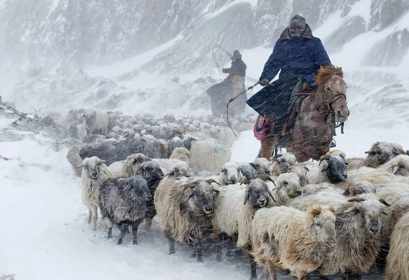Потери скота в Монголии превысили 5 млн голов