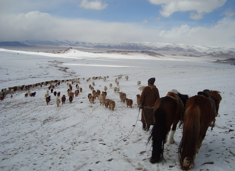 Более 68,5 тыс. голов скота погибли от белого дзуда в Монголии с начала 2023 года