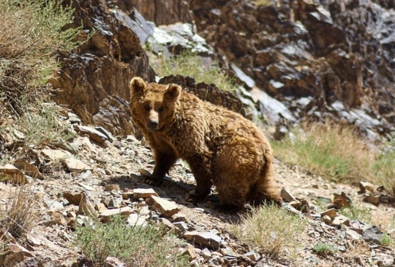 Монголия объявила 2024 год Годом защиты медведей Гоби