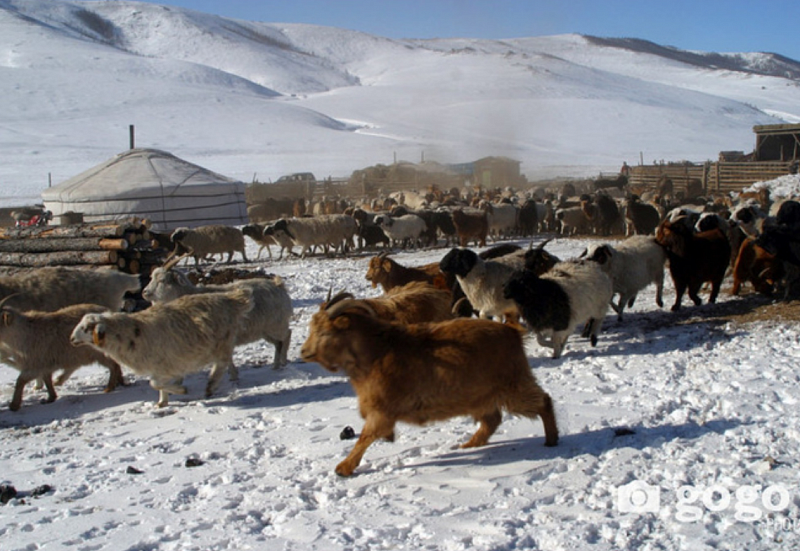 В Монголии насчитывается более 70 млн голов крупного рогатого скота